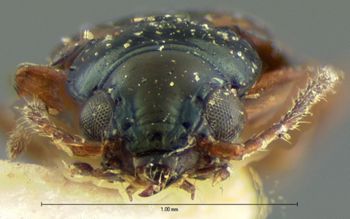 Media type: image;   Entomology 5536 Aspect: head frontal view